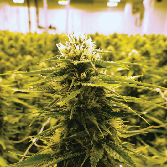 Learn Cannabinoids
