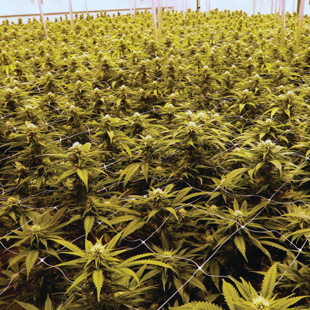 Learn About Dried Flower Cannabis