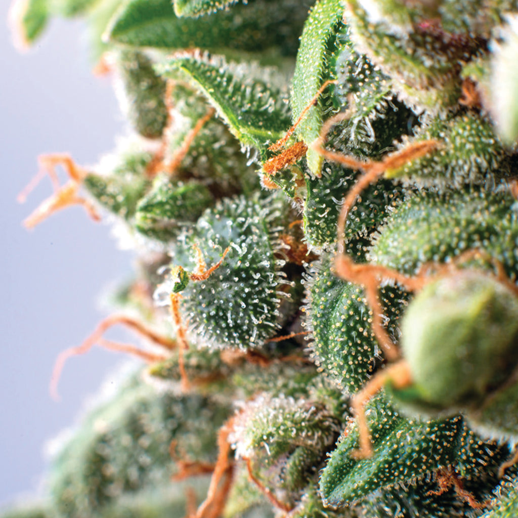 Learn About Dried Flower Cannabis