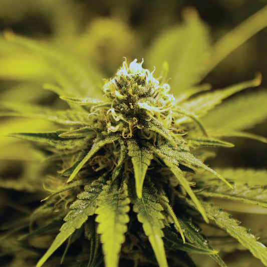 Learn 'Dried Flower' Cannabis