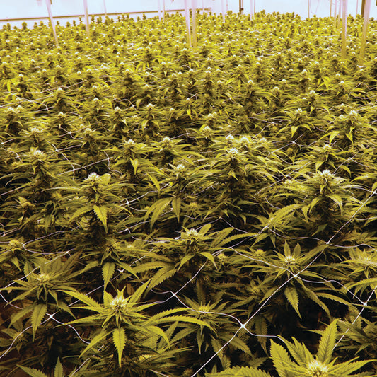Learn THC & CBD
