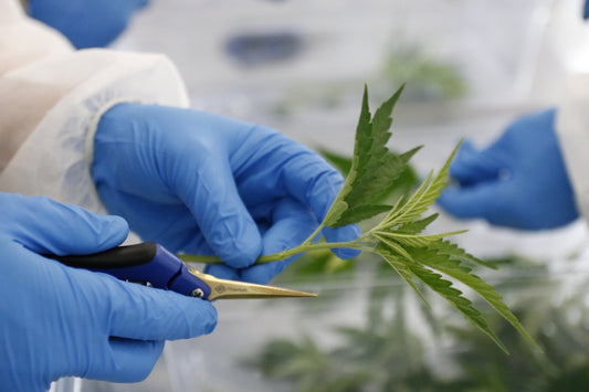 Why Should I Choose Medical Cannabis?